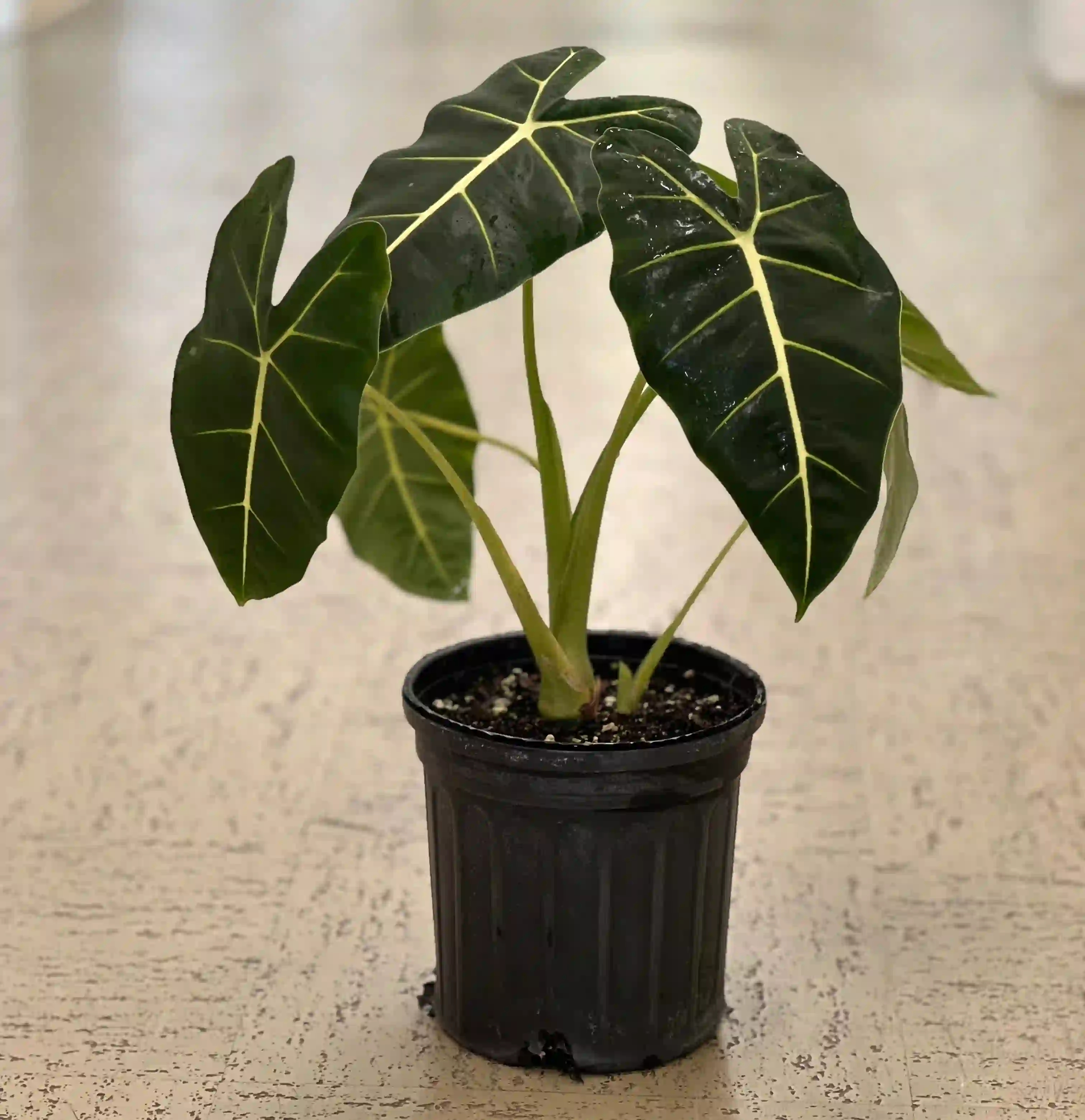 Green Velvet Alocasia Plant